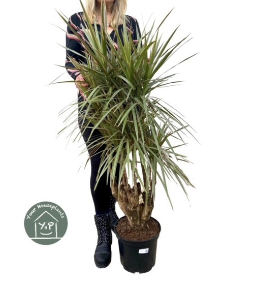 Dracaena Marginata Tricolour Branched 7.5 Ltr - E