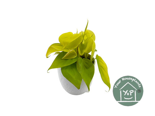 Philodendron Scandens Lime 12c