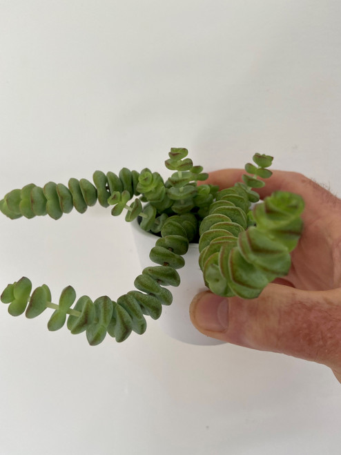 Crassula Marnieriana 6c