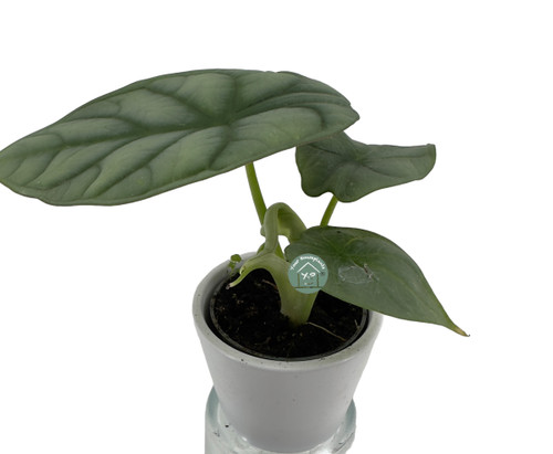 Alocasia Mini 6c
