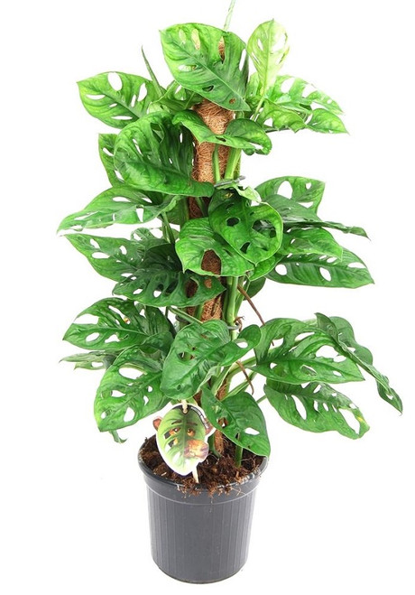 Monstera Adansonii Monkey Leaf on Moss Pole 17cm