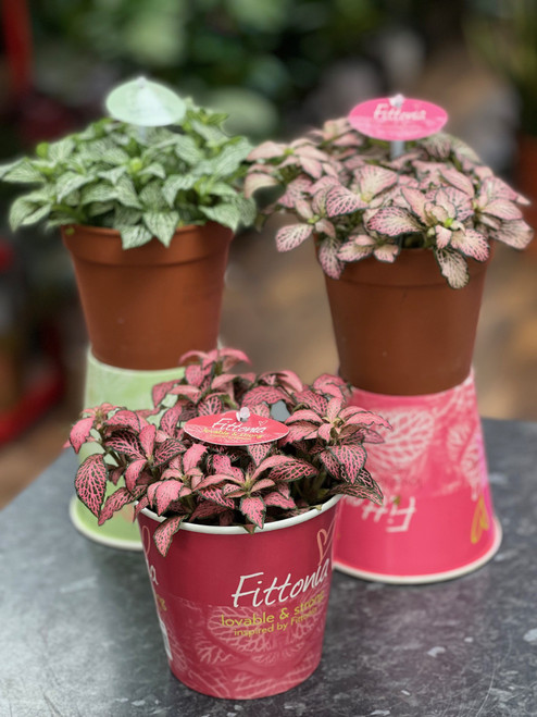 Fittonia Mix 12c