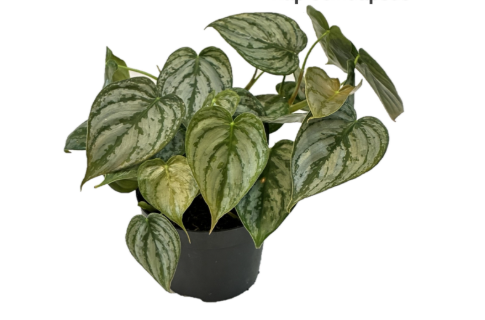 Philodendron Brandtianum 12cm