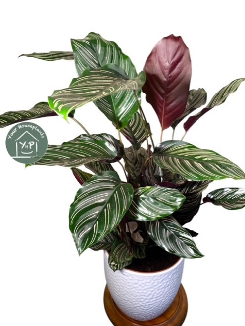 Calathea Ornata Sanderiana 14c