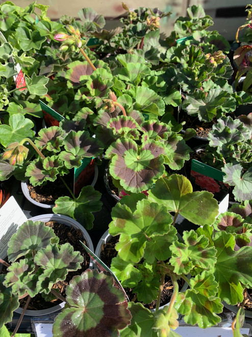 Geranium Zonal 10cm - Upright