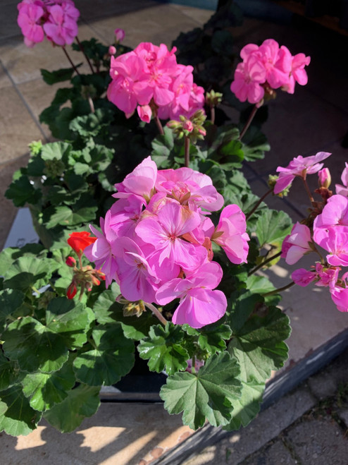 Geranium Zonal 1ltr - Upright