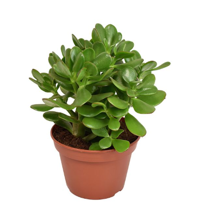 Crassula Ovata 15cm