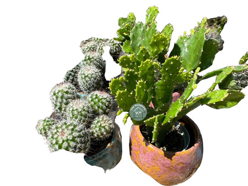 Cacti Mix in Ceramic 6c