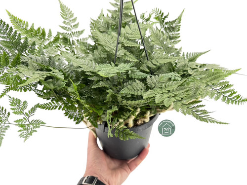 Davallia Humata Hanger 17c - Rabbit`s Foot Fern