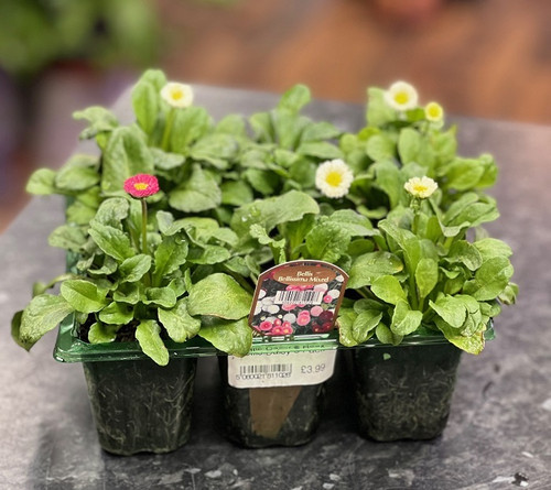 Bellis Daisy 6 Pack
