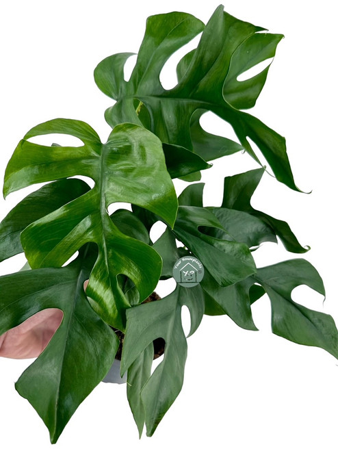 Monstera Minima 12c