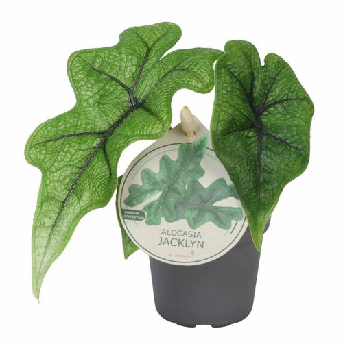 Alocasia Jacklyn 6cm
