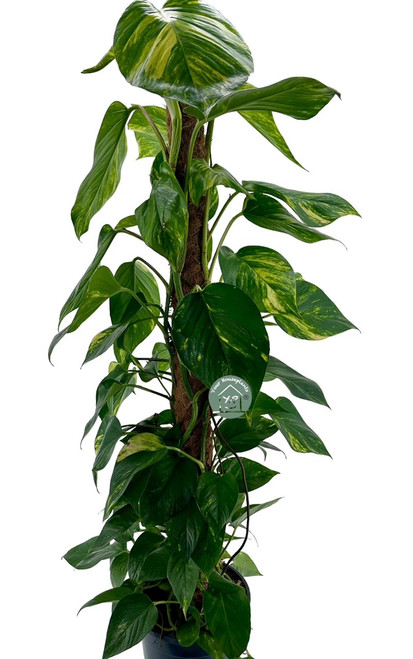 Scindapsus Pinnatum on Moss Pole 19cm - 80cm Tall