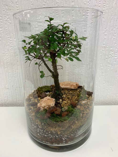 Bonsai in Glass Cylinder