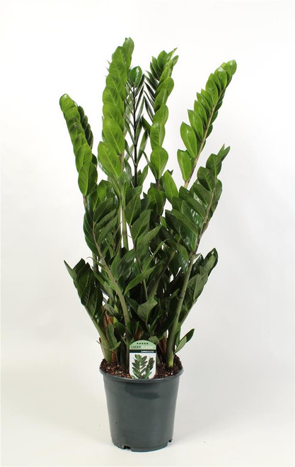 Zamioculcas Zamiifolia 19cm pot 85cm tall