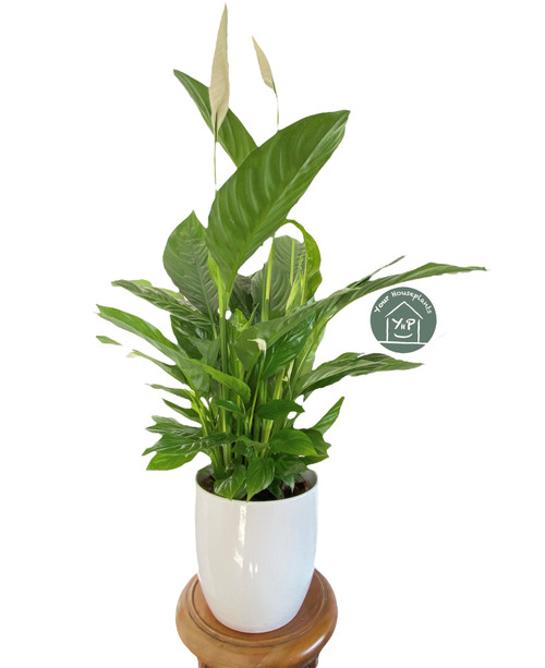 Spathiphyllum Sweet Chico 13c