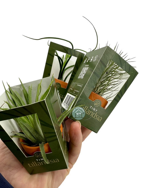 Tillandsia Tiny Mix in Terra Pot 6cm