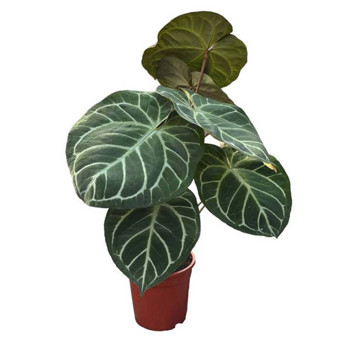 Anthurium Clarinervium Crystallinum 19cm