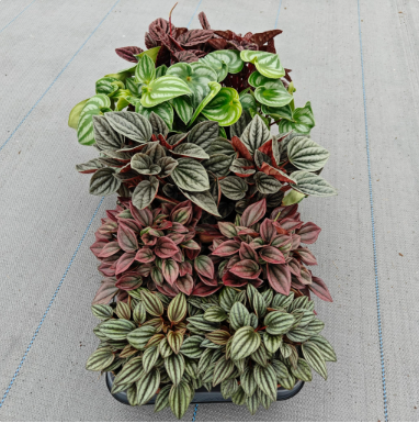 Peperomia Mix 12cm