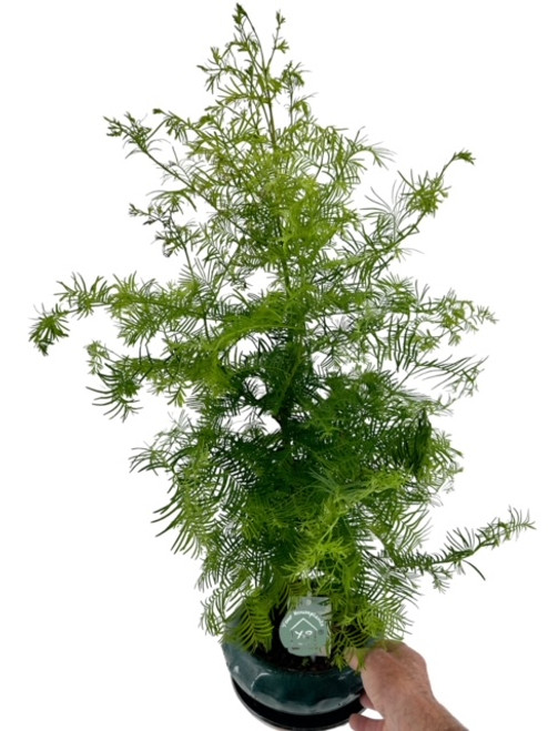 Bonsai Metasequoia 24c