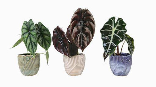 Alocasia In Ceramic 6cm