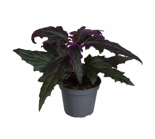 Gynura - Purple Passion 6c