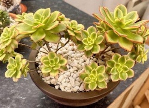 Outdoor Planted Arrangement 20cm