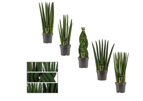 Sanseveria Cylindrica Mix 14cm