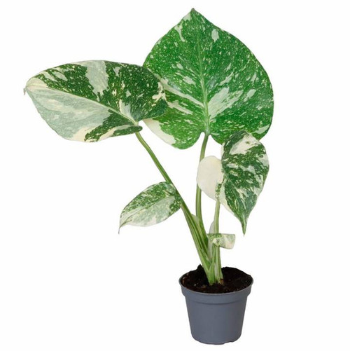 Monstera Thai Constellation 6cm