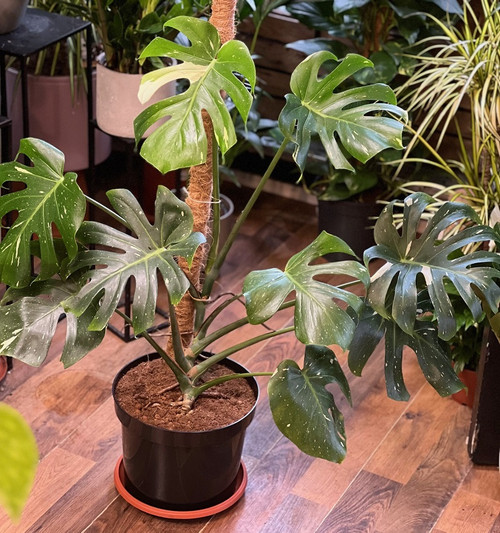 Monstera Thai Constellation on Moss Pole 24c