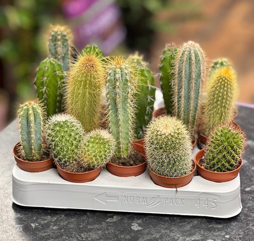 Cacti 5.5cm - Mix
