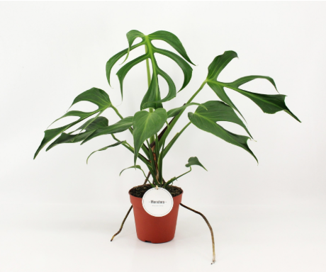 Monstera Burle Marx Flame 15cm Pot 60cm Tall