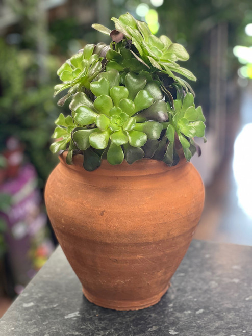 Aeonium in Terracotta Urn