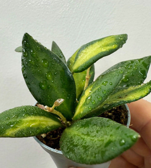 Hoya Burtonaie Varigated 6cm Hoya Burtonaie Varigated 6cm