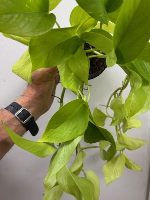 Philodendron Scandens Mix 12cm Philodendron Scandens Mix 12cm