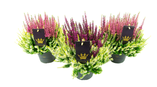 Calluna Beauty Ladies Mixed in The Pot 11cm Calluna Beauty Ladies Mixed in The Pot 11cm