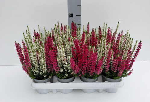 Calluna Beauty Ladies Mixed in The Pot 9cm