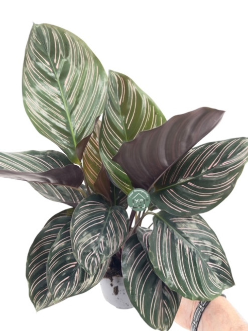 Calathea Sanderiana 11cm Calathea Sanderiana 11cm