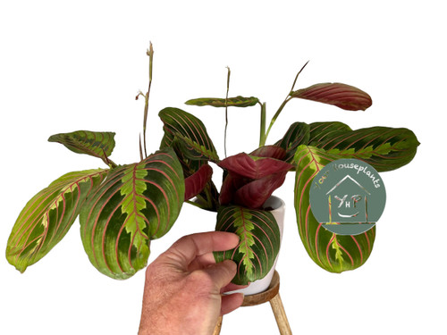 Maranta Fascinator 12cm - Special Offer Maranta Fascinator 12cm - Special Offer