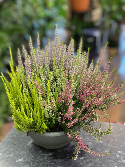 Calluna High Five 23cm Calluna High Five 23cm
