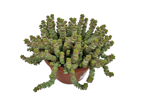 Crassula Marnieriana 14cm Crassula Marnieriana 14cm