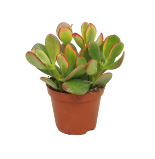 Crassula Ovata Sunset 8.5cm Crassula Ovata Sunset 8.5cm