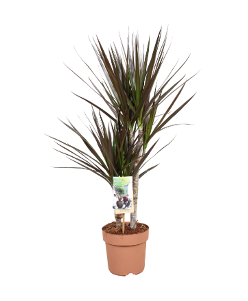 Dracaena Marginata Magenta 17cm Dracaena Marginata Magenta 17cm