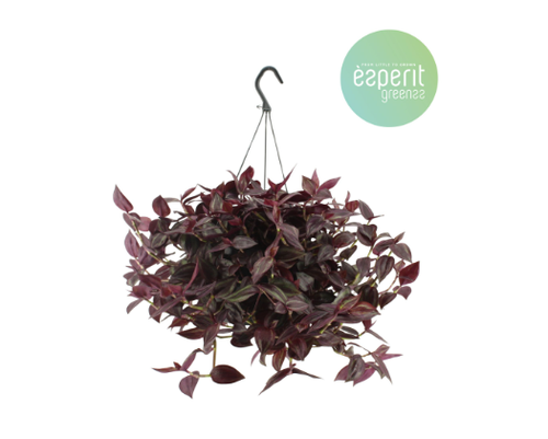 Tradescantia Jewel Red Hang Pot 17cm Tradescantia Jewel Red Hang Pot 17cm