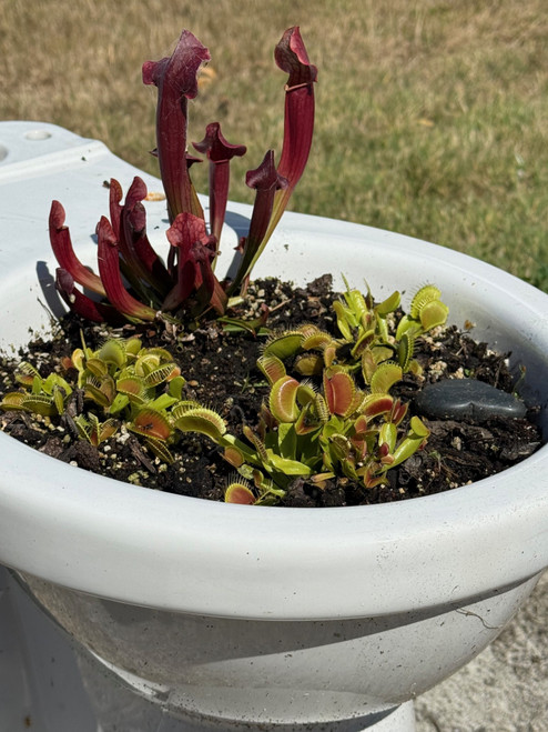 Carnivorous Bog Carnivorous Bog