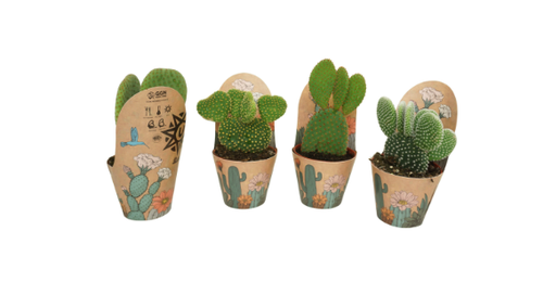 Opuntia Mix in Pot Cover 8.5cm Opuntia Mix in Pot Cover 8.5cm