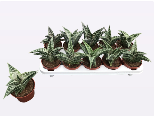 Aloe Variegata 10.5cm Aloe Variegata 10.5cm