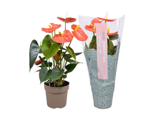 Anthurium Orange Champion 12cm