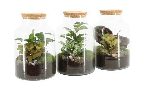 Houseplant Terrarium 17cm - 90590 Houseplant Terrarium 17cm - 90590