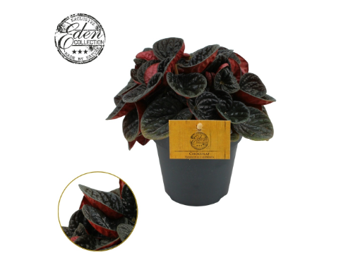 Peperomia Chocolate 12cm